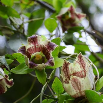 ツルニンジンの開花。 ツルニンジンの開花。 ツルニンジン,山野草,花の写真素材