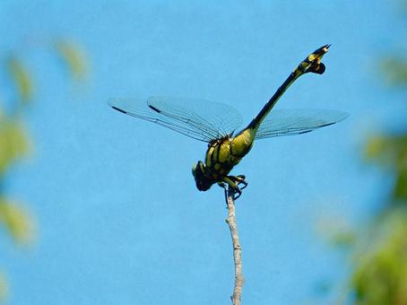 【昆虫写真】ウチワヤンマ(団扇蜻蜒) 【昆虫写真】ウチワヤンマ(団扇蜻蜒)の写真