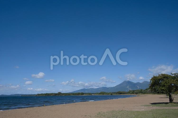 志田浜 木,自然,リラックスの写真素材