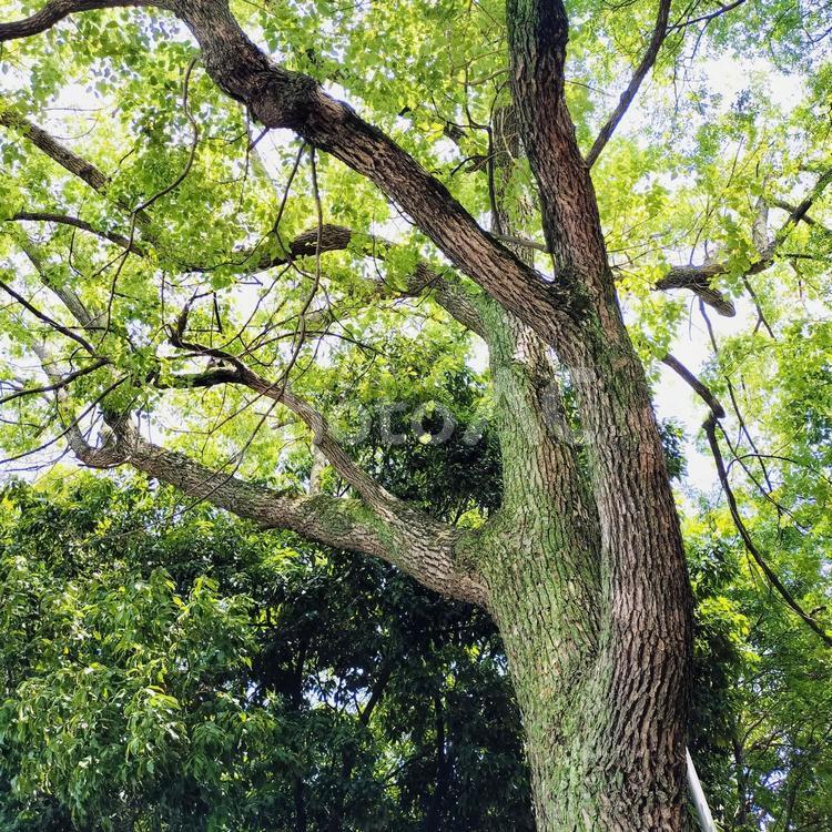 公園の樹木 樹木,緑化,初夏の写真素材