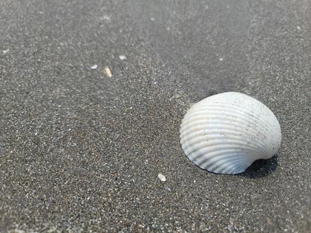 白い貝殻 白い貝殻 貝殻,波打ち際,海の写真素材