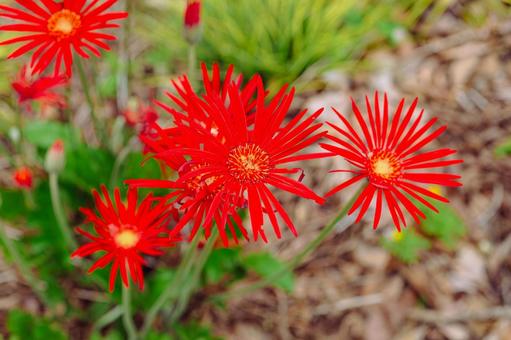 ガーベラの花ー3 ガーベラ,花,赤い花の写真素材
