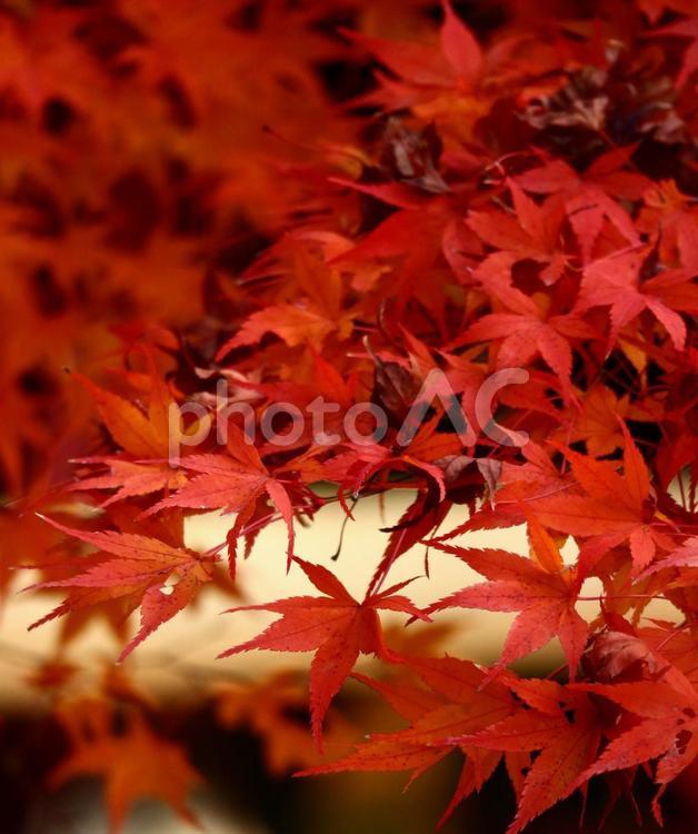 秋の記憶 紅葉,秋,風景の写真素材