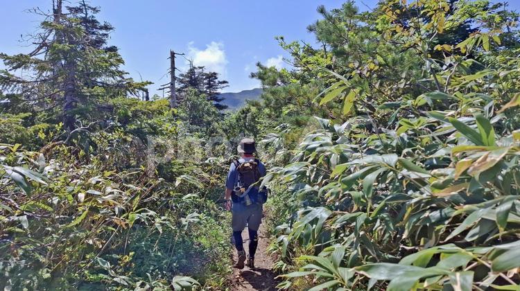 笹薮の登山道を歩く登山者 登山道,縦走路,笹薮の写真素材