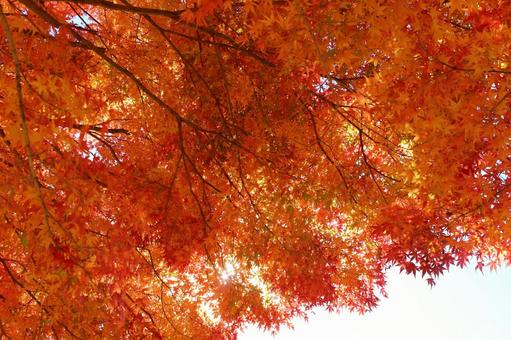 オレンジ色の紅葉 秋の風景 オレンジ色の紅葉 秋の風景 紅葉,オレンジ色,もみじの写真素材