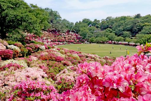 つつじ満開の公園 つつじ満開の公園の写真
