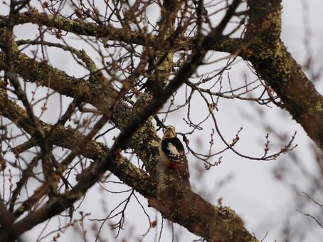 Photo, woodpecker, akagera, bird, 