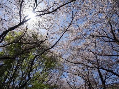 Photo, april, cherry blossoms, petal, 