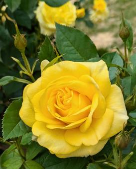 バラ 薔薇 バラ 薔薇の写真