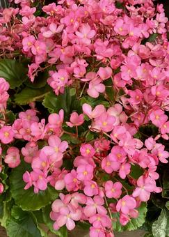 花★ベコニア（ピンク） ベコニア,ピンク,フラワーの写真素材