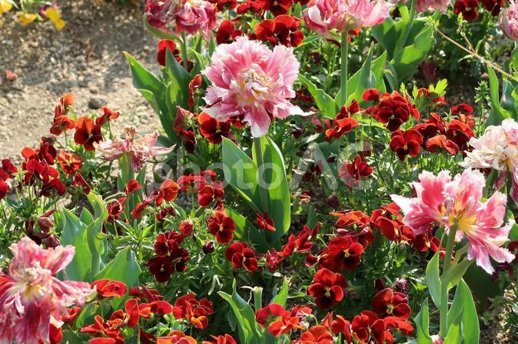 日差しを浴びて フラワーアレンジメント,優しい花,公園の花の写真素材