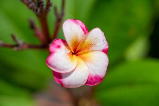 可憐なプルメリアと水滴 花,プルメリア,熱帯の花の写真素材