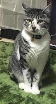 すわる猫 すわる猫の写真