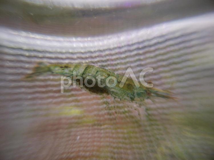 卵を持つミナミヌマエビ ミナミヌマエビ,ヌマエビ,南沼蝦の写真素材