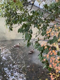 カモともみじ カモ,もみじ,鳥の写真素材