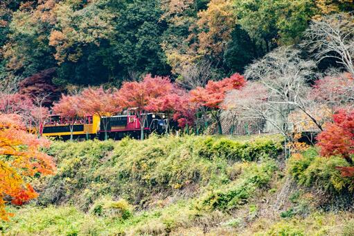 トロッコ列車 トロッコ列車の写真