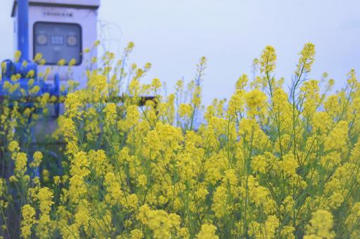 風景_植物17 風景_植物17の写真
