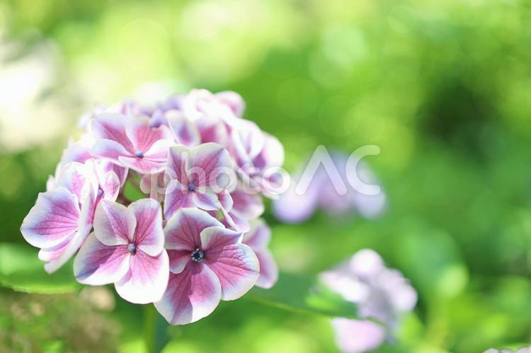 緑色の背景に映える可愛いアジサイ アジサイ,あじさい,紫陽花の写真素材