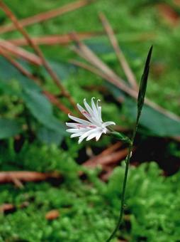 林床に咲く小さな花　キッコウハグマ キッコウハグマ,花,白い花の写真素材