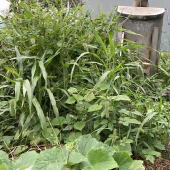 使われていない焼却炉と草 焼却炉,草,みどりの写真素材