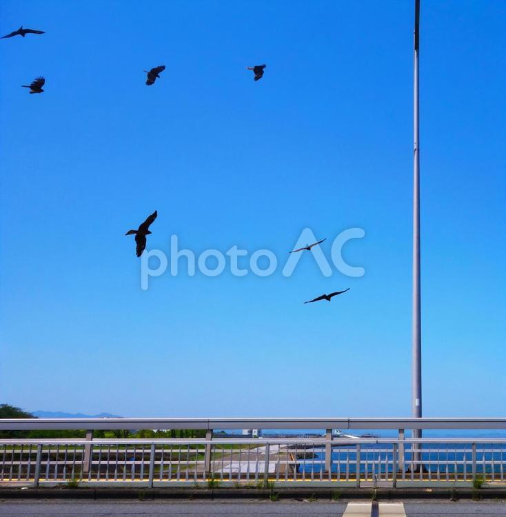 橋の上の猛禽類 鳥,野鳥,橋の写真素材