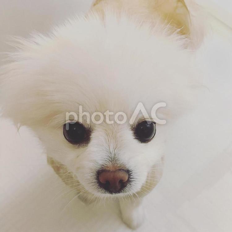 実はとっても小顔なんです☆ 可愛い,犬,ポメラニアンの写真素材