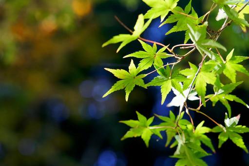 青モミジ　～紅くなぁれ～ 紅葉,青葉,秋の写真素材
