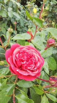 薔薇と雫 薔薇と雫の写真