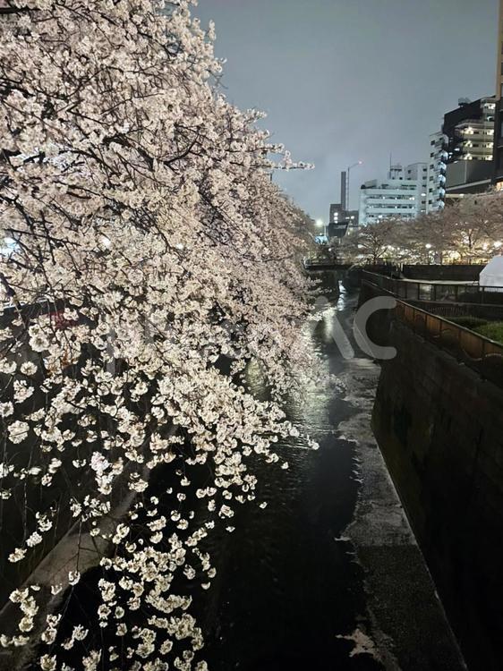 目黒川で夜桜 花,桜,夜桜の写真素材