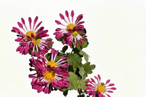 ピンポンマム菊 植物,花,花びらの写真素材