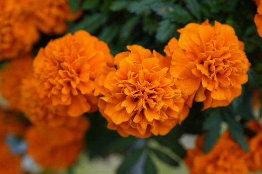 Photo, marigold, orange, flower bed, 