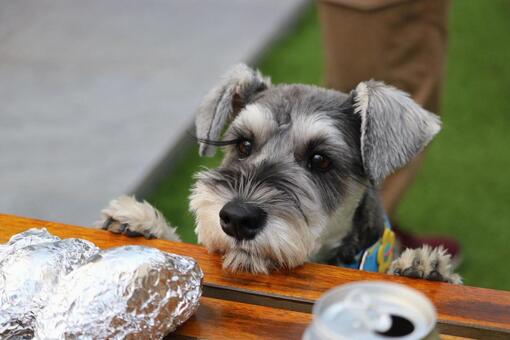 ごはんを狙うワンコ 犬,ミニチュアシュナウザー,ペットの写真素材