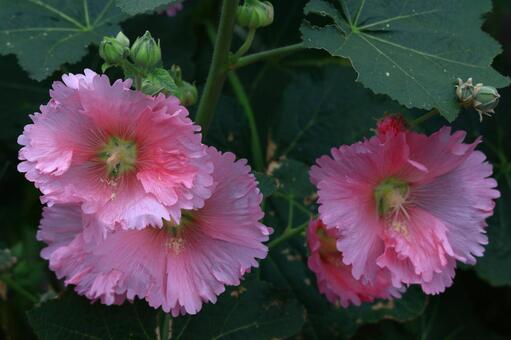 気高く威厳に満ちた花 タチアオイ,立葵,花の写真素材