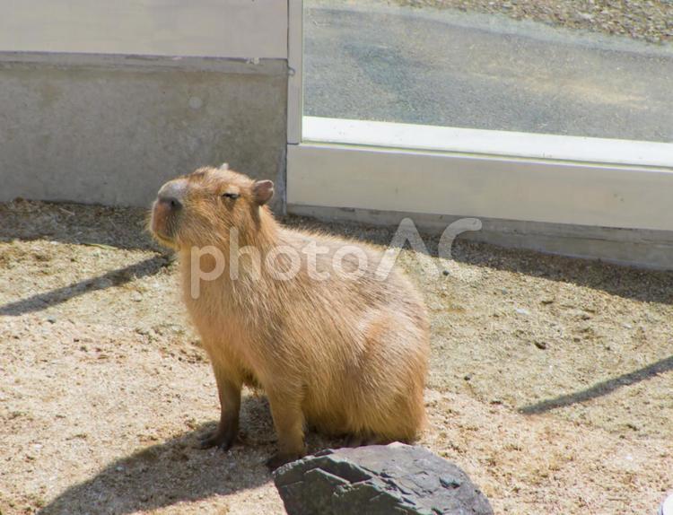 群馬県桐生が岡動物園「カピバラ」 カピバラ,動物,動物園の写真素材