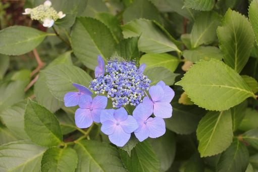 Hydrangea 116, JPG