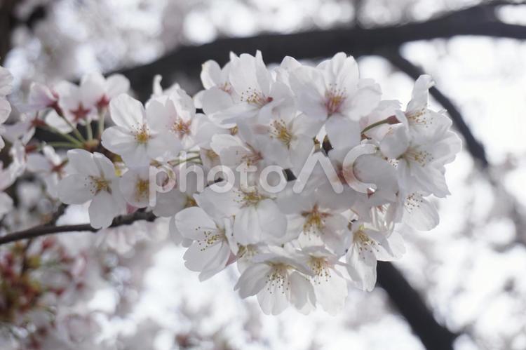さくら 桜,さくら,サクラの写真素材