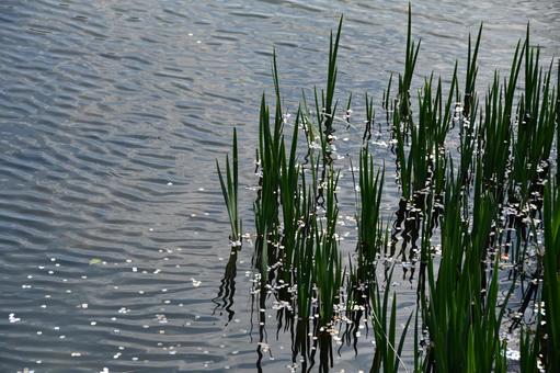 桜の花びらが浮かんだ池の水面 サクラ,桜,花びらの写真素材
