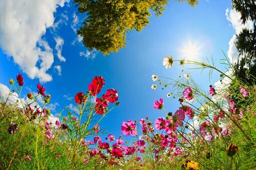 アニメのような鮮やかなコスモス畑 コスモス,アニメ,壁紙の写真素材