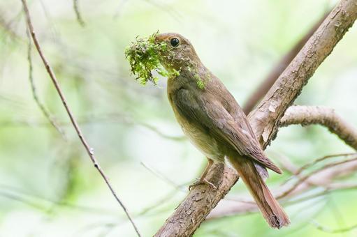 Photo, ohuri, big ripple, female, 