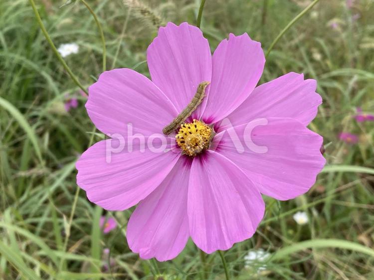 イモムシとコスモス コスモス,秋,花の写真素材