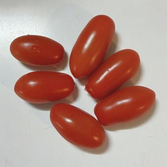 トマト トマトの写真