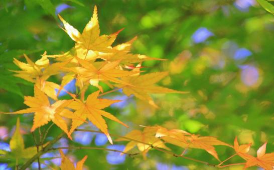 もみじの紅葉 もみじ,葉っぱ,アップの写真素材