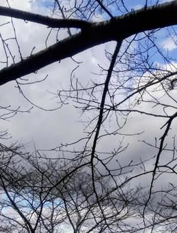 空と雲と木 空と雲と木の写真