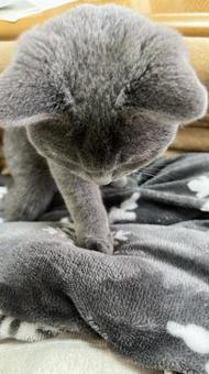 シャルトリュー 子猫 シャルトリュー 子猫の写真