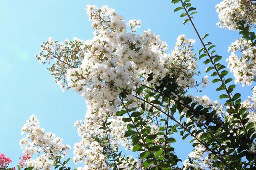 Photo, summer, crisp berry, flower, 