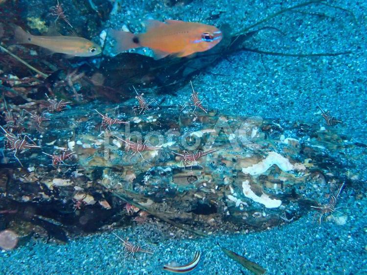 屋久島　海底のスザクサラサエビ スキューバダイビング,ダイビング,スザクサラサエビの写真素材