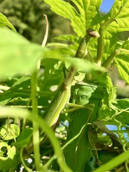 カマキリ② カマキリ② カマキリ,蟷螂,捕食者の写真素材