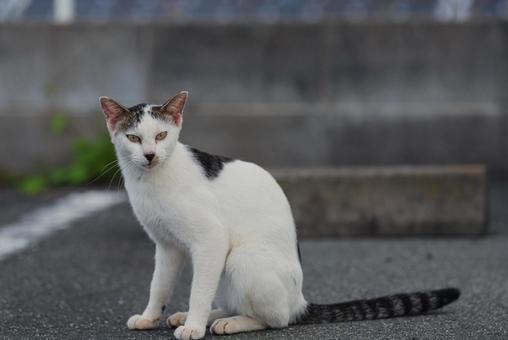 こちらをふと振り返る牛柄猫 こちらをふと振り返る牛柄猫 牛柄猫,cawcat,ハチワレ猫の写真素材