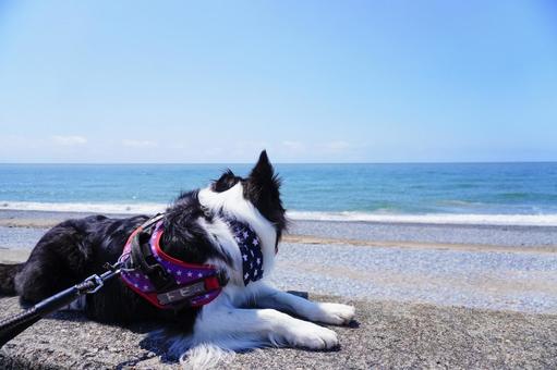 ボーダーコリーと海 ボーダーコリー,中型犬,犬の写真素材