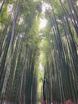 京都嵐山の竹林の小径 京都嵐山の竹林の小径の写真